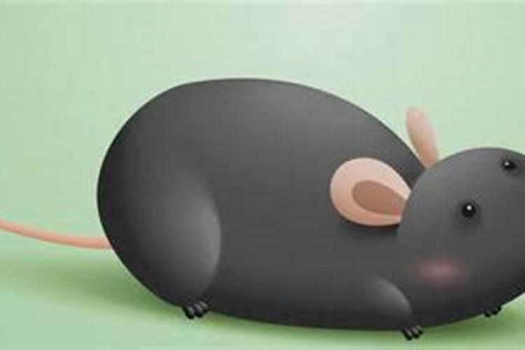 女人梦见老鼠什么征兆