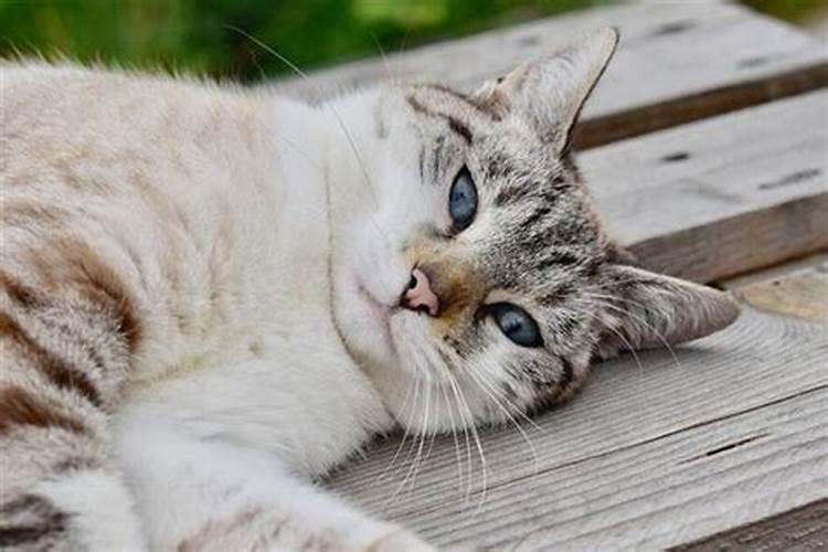 女人梦见死猫是吉兆发财