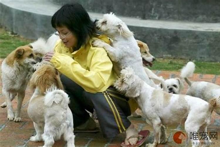 狗来家里有什么预兆狗来家里的风水说法