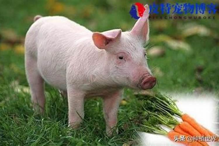 狗来家里有什么预兆