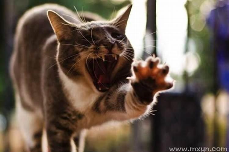 梦到把猫打死了是什么意思 梦到把猫打死的含义