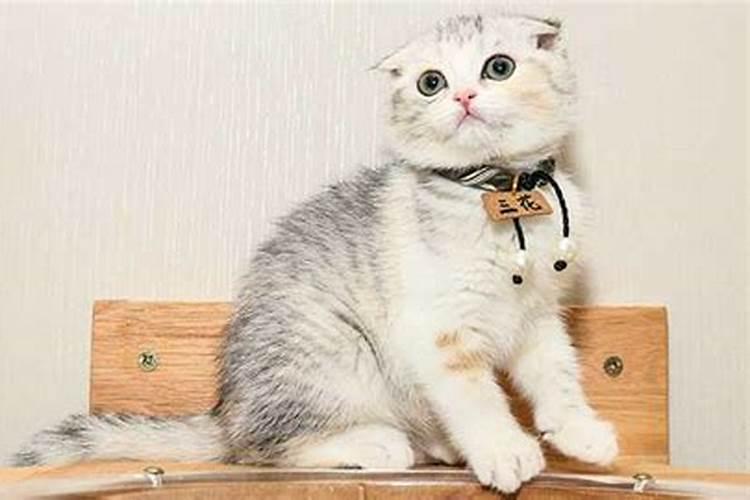 梦见小猫和自己玩的预兆