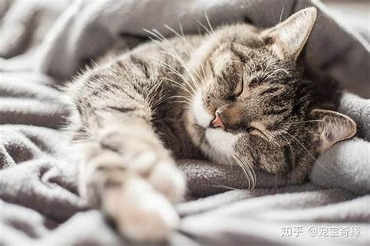 梦见小猫和自己玩的预兆