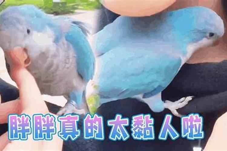 为什么老人说不能随手捡鸟