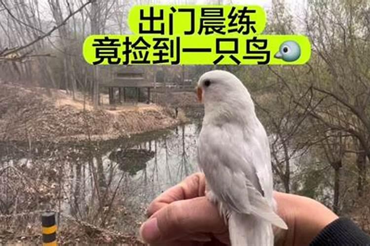 捡到小鸟的真正预兆