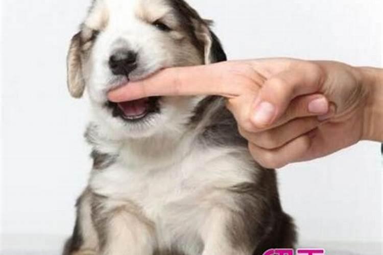 女属猪今天打牌的运气怎么样猪今天赢钱方位解析