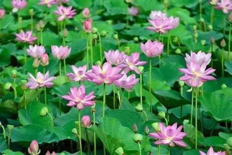 立夏要吃什么蛋