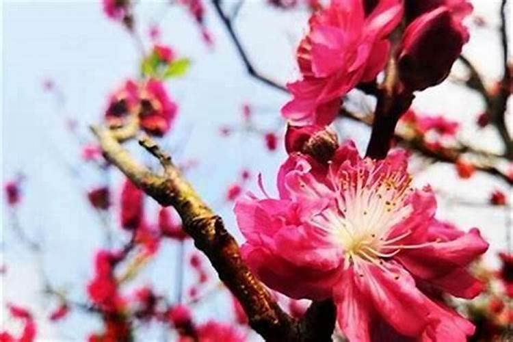 ？没有桃花运怎么破解命里无桃花的人怎么办