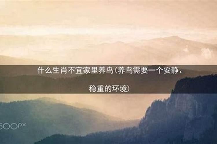 家里养鸟有哪些风水禁忌？