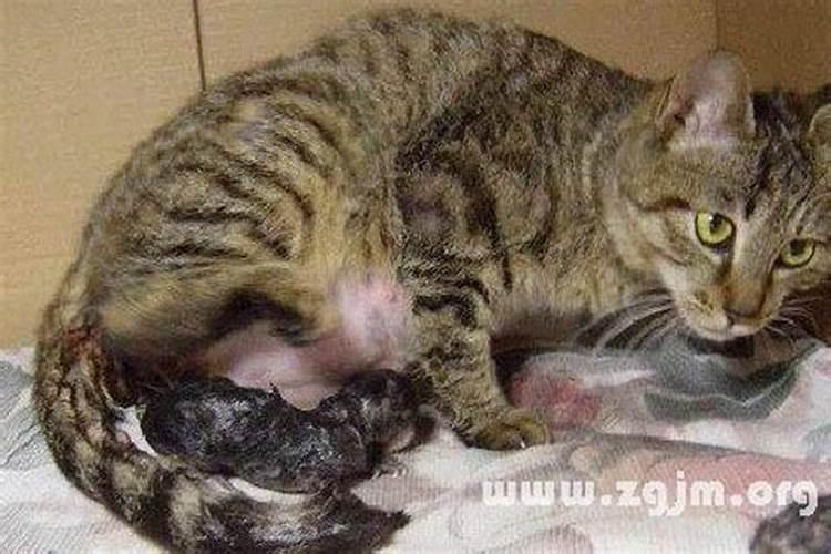 梦见猫产子后死了的预兆