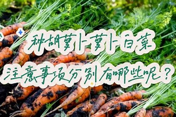 【四季种菜】春夏秋冬各季节种菜技巧 四季种菜注意事项