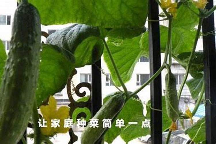 二十四节气种菜的口诀是什么？