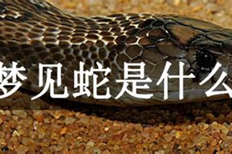 生肖鼠2025年运势 属鼠2025年运势及运程