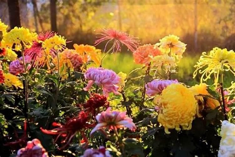 重阳节开的花 重阳节有什么花