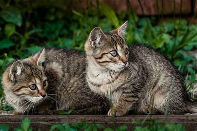 梦见猫生小猫代表什么预兆 梦见猫生小猫意思是什么