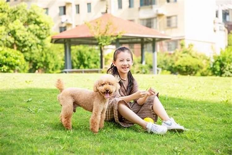 梦见两只流浪狗粘着我被我拒绝回家？