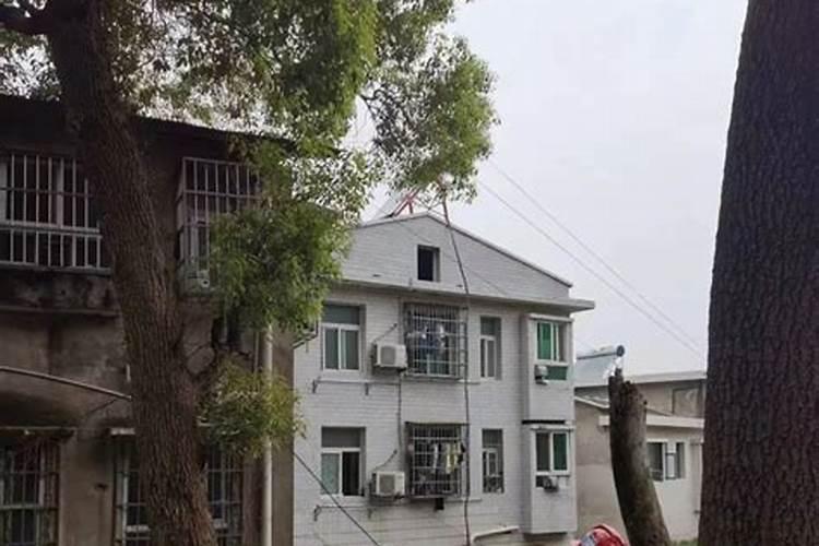 ...暴雨然后树木都从中间折断是什么意思 梦到暴风雨且大树断了是什么...