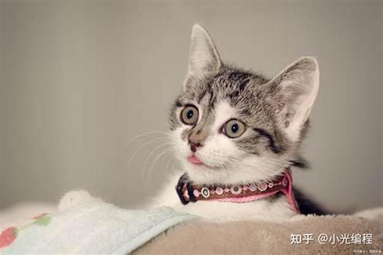 梦见猫被别人杀的预兆