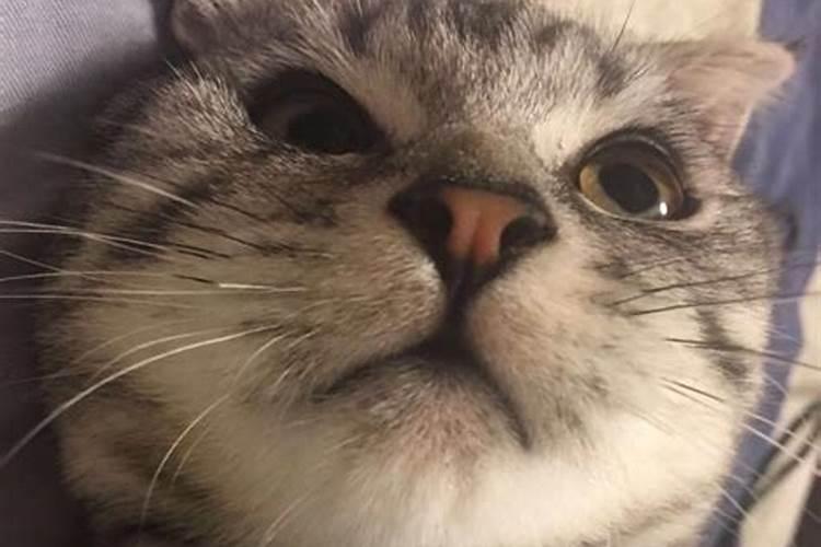 梦见生了个男孩后来又变成猫