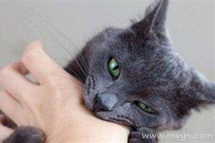 女人梦见猫咬自己是吉兆