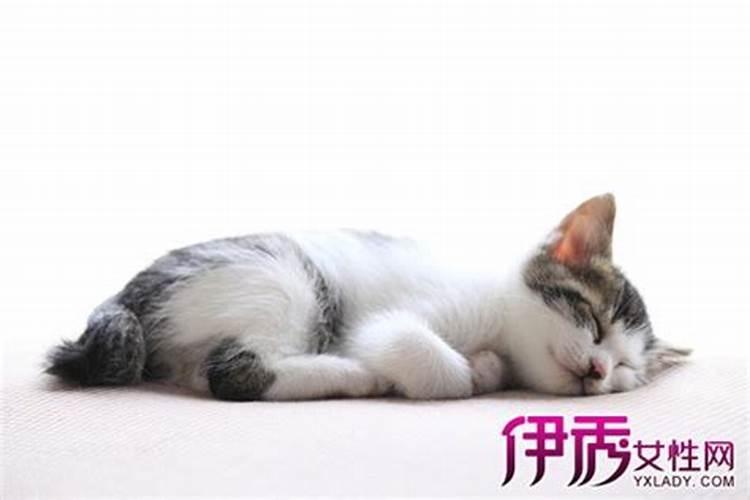 梦见猫咬我是什么意思？