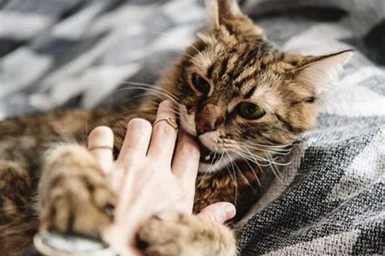 梦见猫咬我,预示着什么？