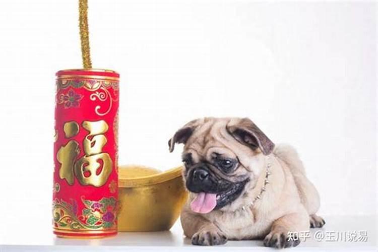 端午节出生的属相哪个好鼠和狗？