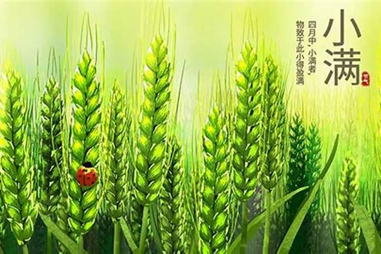 二十四节气小满:小得盈满为小满