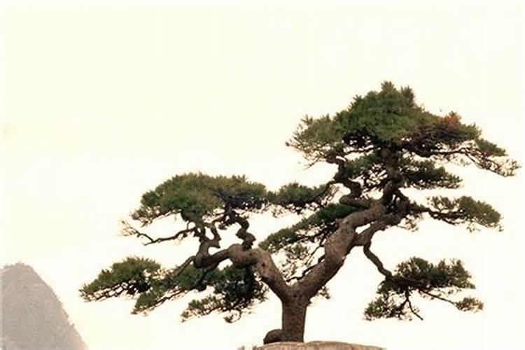 梦见弟弟跳水了的预兆