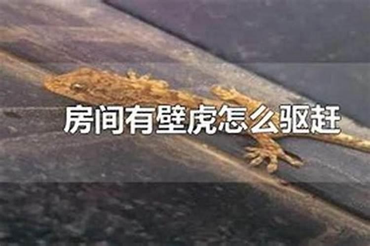 小壁虎进家有什么预兆家里进了壁虎意味着什么