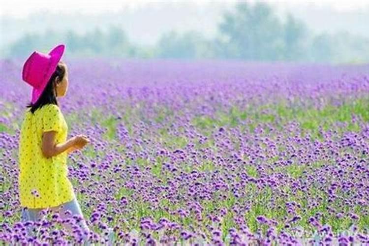 周公解梦梦到花海是什么意思 周公解梦梦见花海是什么预兆