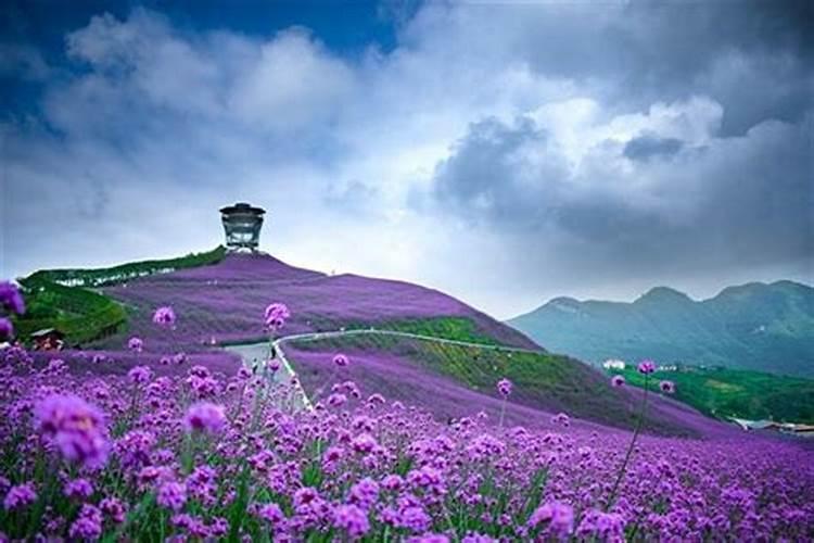 梦见花海是什么意思 梦见花海的寓意