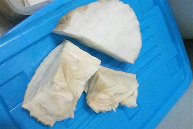 肉灵芝怎么养