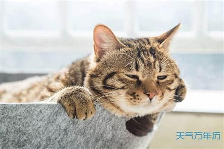 梦到猫死了 梦到猫死了什么预兆