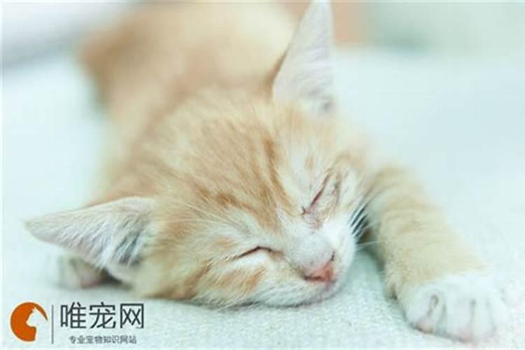 梦见猫死了是什么意思