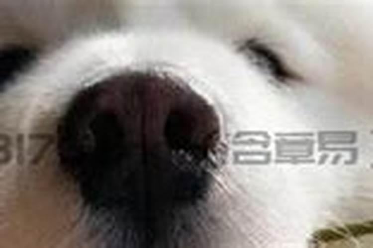 八二年正月初二出生的运程