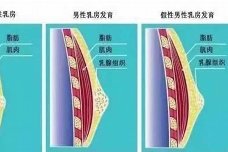 梦见刚发育的乳房的预兆
