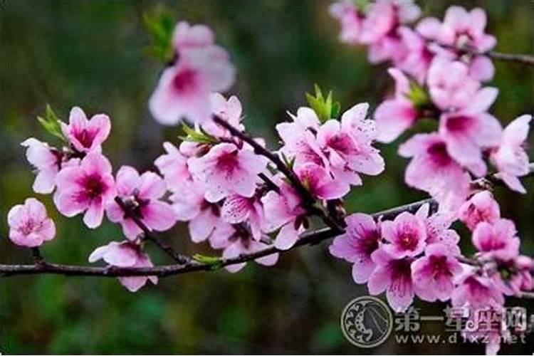男人遇上桃花劫会有什么下场