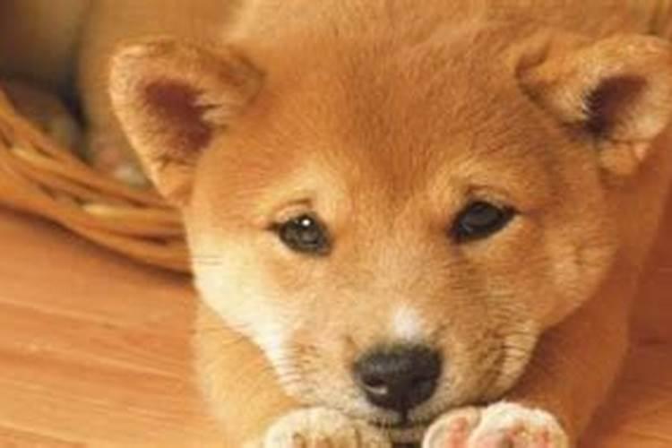 最适合养狗的三大属相