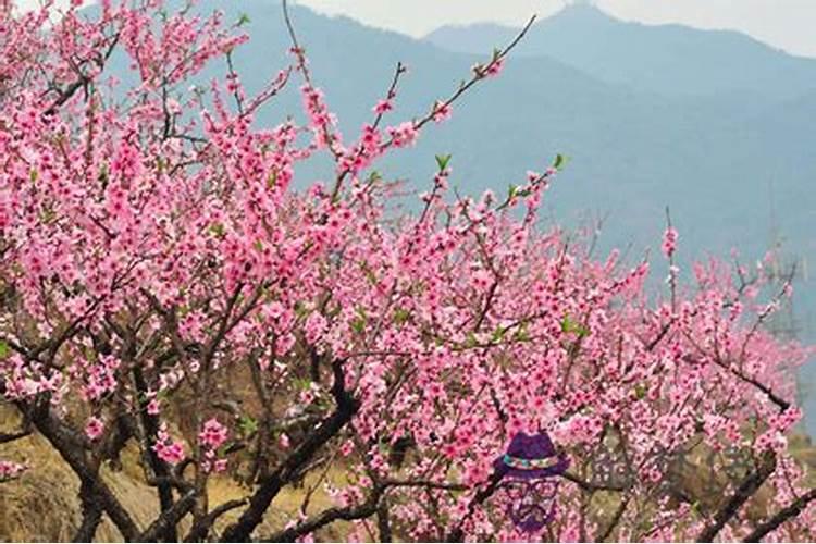阴桃花是什么意思,怎么化解？