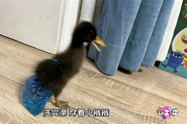 梦见去厕所里有只鸭子要咬我的预兆