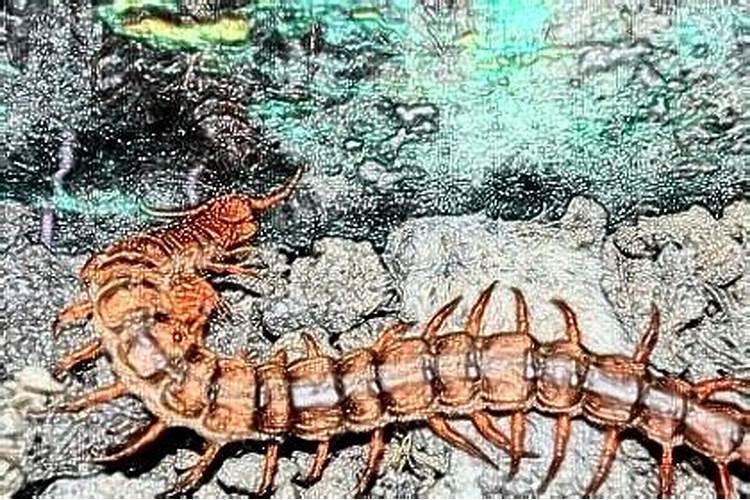 高考梦到蜈蚣是什么意思？