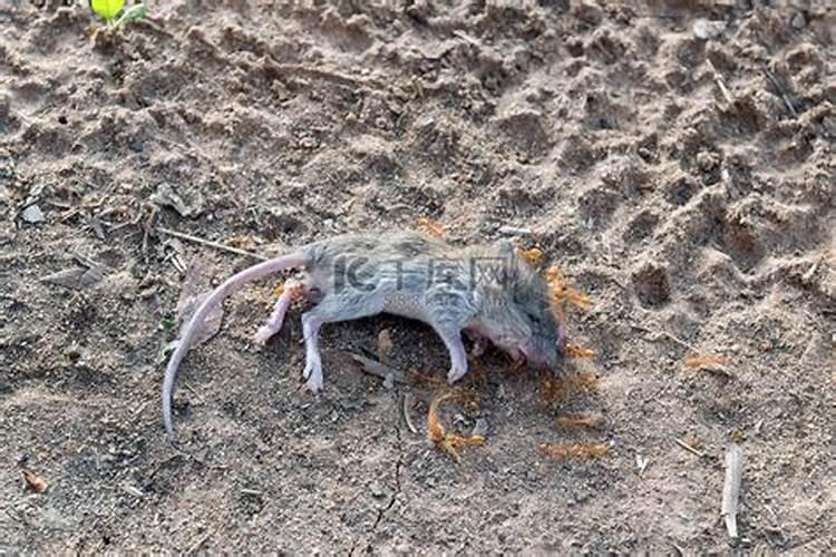 梦见老鼠死了的预兆