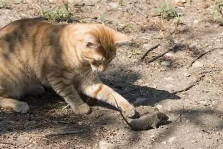梦到老鼠和猫是什么意思