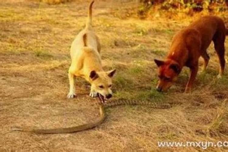 梦见狗和蛇是什么预兆