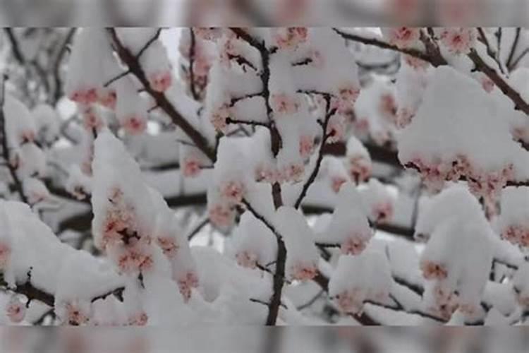 欲钱看三月十五是什么生肖问一下3月15是什么生肖？