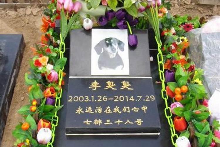 中元节可以去看死去的狗狗吗