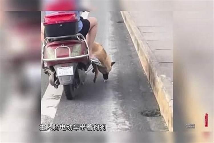 梦见我早上骑车带着一条黄狗