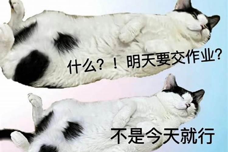 属狗太岁是的年份 属狗太岁的守护神？