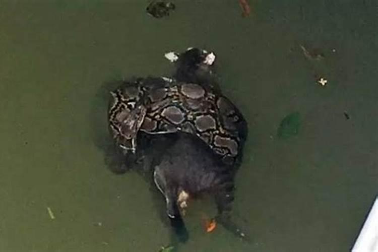 捡到死鸟是什么预兆